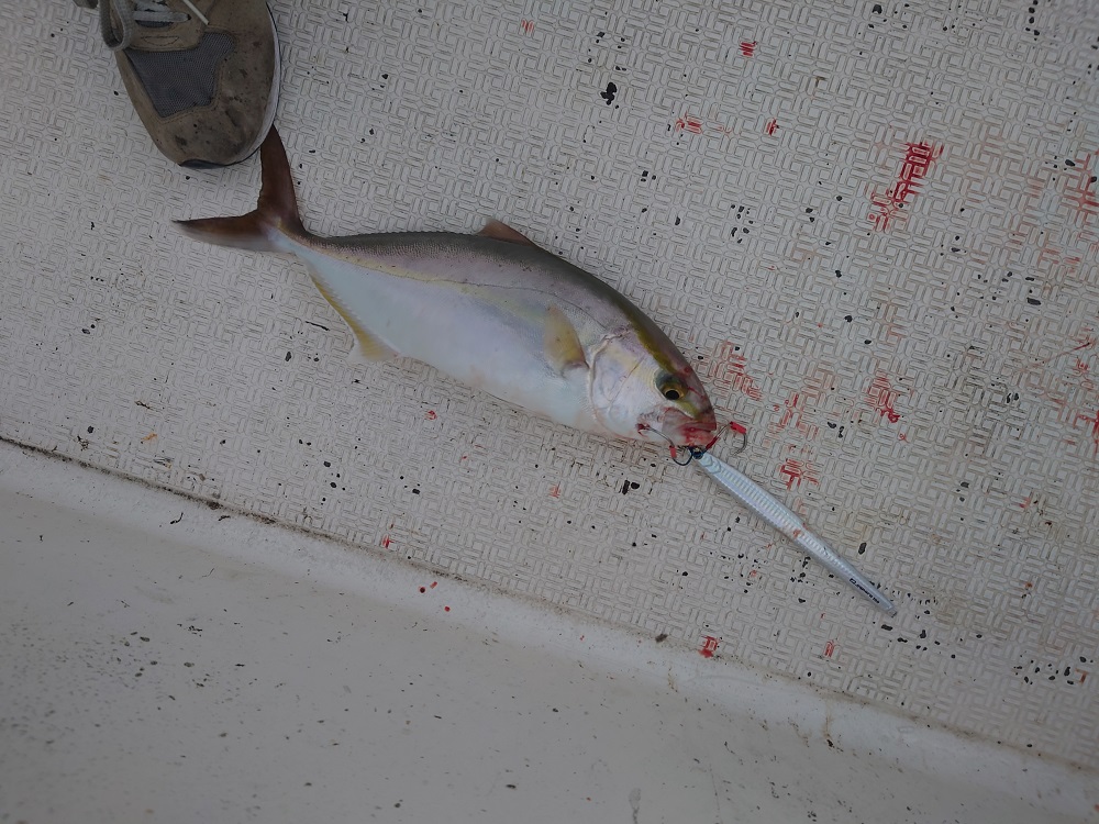ジグパラバーチカルロングで釣ったカンパチ
