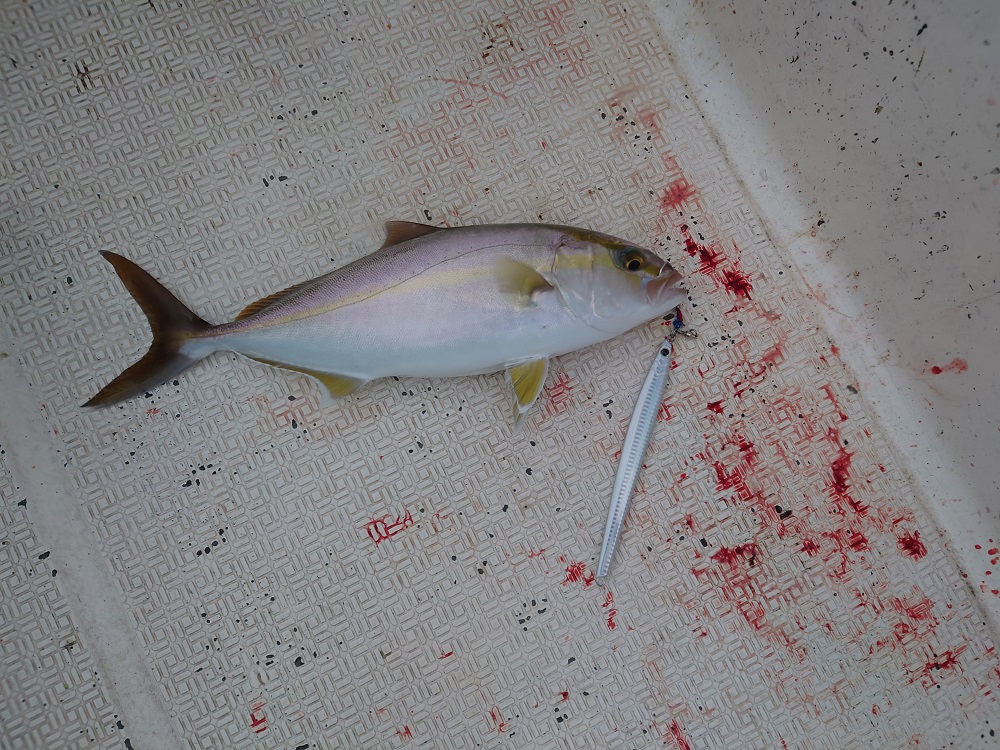 ジグパラバーチカルロングで釣ったカンパチ