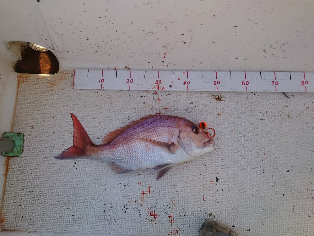 メジャークラフトのスリムカーリーで釣った真鯛